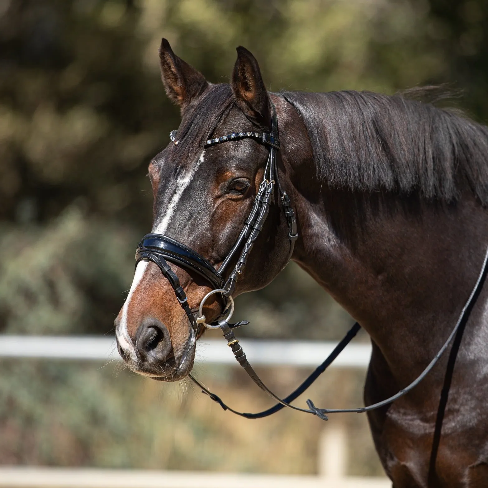 Sophie - Black Patent Leather Snaffle Conical Bridle